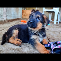 Pastore tedesco cuccioli