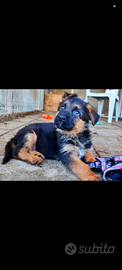 Pastore tedesco cuccioli