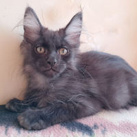 Splendido cucciolo Maine coon Black Smoke