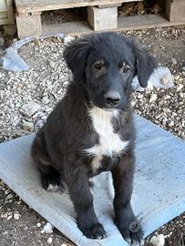 Aiutiamo Bimbo a trovare casa