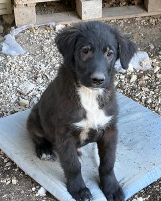 Aiutiamo Bimbo a trovare casa