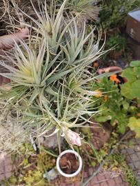 Tillandsia bergeri verde più piantina omaggio