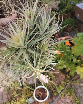 Tillandsia bergeri verde più piantina omaggio