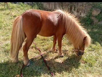 Pony shetland