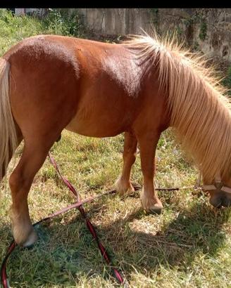Pony shetland