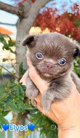 Chihuahua maschio lilac piccolissimo pelo lungo