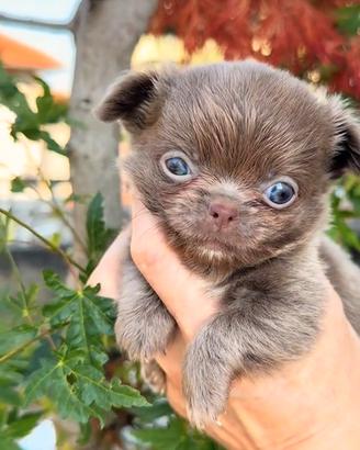 Chihuahua maschio lilac piccolissimo pelo lungo