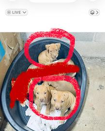 Cani pitbul e amstaf
