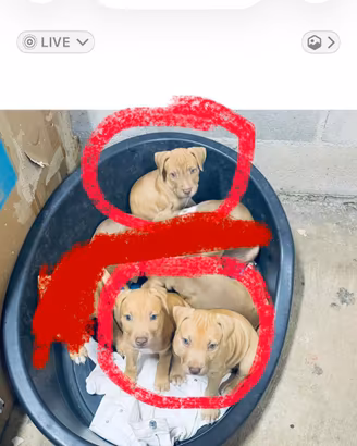 Cani pitbul e amstaf