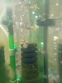 Pesci d'acquario