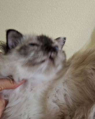 Gatto sacro di Birmania