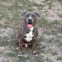 American pitbull terrier