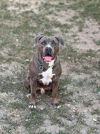 American pitbull terrier