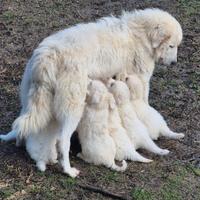 Cuccioli Pastore Abruzzese Maremmano