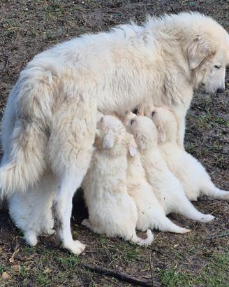 Cuccioli Pastore Abruzzese Maremmano