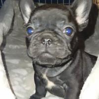 Maschio e femmina cuccioli di Bulldog francese