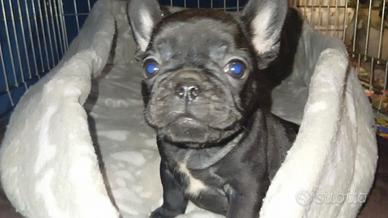 Maschio e femmina cuccioli di Bulldog francese