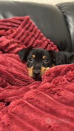 Pinscher nano