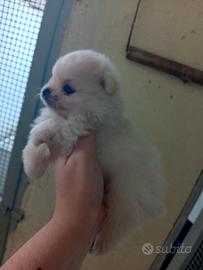 Spitz pomerania 