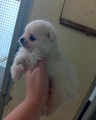 Spitz pomerania 
