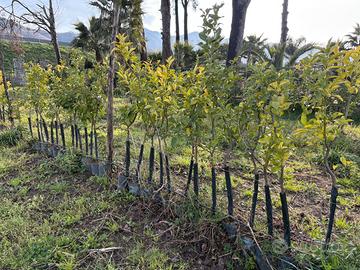 Piante di limoni