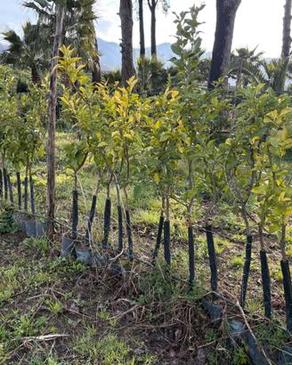 Piante di limoni