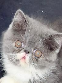Gattini exotic shorthair