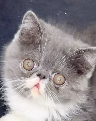 Gattini exotic shorthair