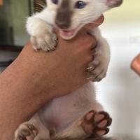 Siamese purissima razza rara