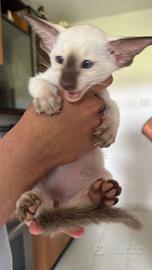 Siamese purissima razza rara