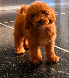 Cuccioli di barboncino nano