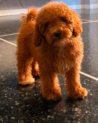 Cuccioli di barboncino nano