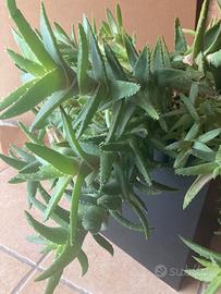 Pianta Aloe