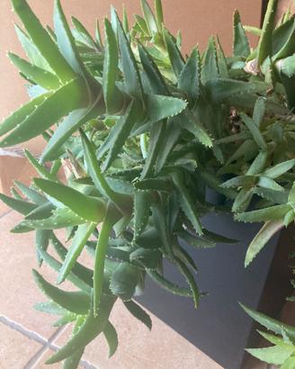 Pianta Aloe