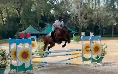 Cavalla da salto belga 2012