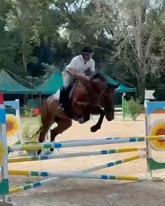 Cavalla da salto belga 2012