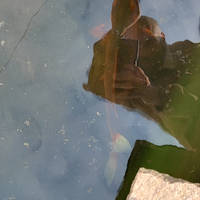 Pesci rossi e carpe koi