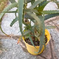 aloe piccola