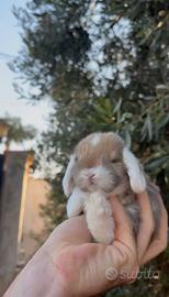 Cuccioli coniglietti ariete minilop