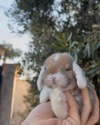 Cuccioli coniglietti ariete minilop