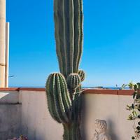 Cactus 2m70cm