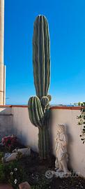 Cactus 2m70cm