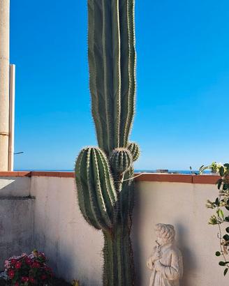 Cactus 2m70cm