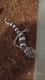 Geco Leopardino