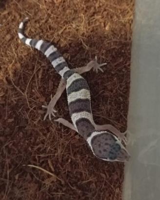 Geco Leopardino