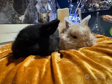 Cuccioli di coniglio ariete nano
