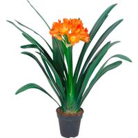 Clivia fiori arancio