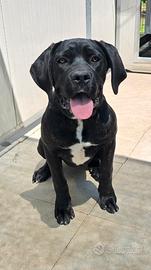 Cucciola di cane corso