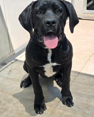 Cucciola di cane corso