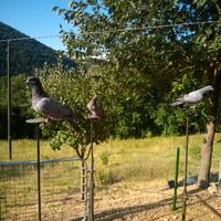 Piccioni addestrati su racchetta